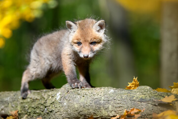Red fox, vulpes vulpes, small young cub in forest on branch