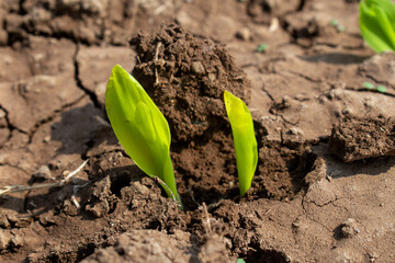 Maize seedling in agricultural garden, Growing Young Green Corn Seedling