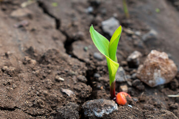 Maize seedling in agricultural garden, Growing Young Green Corn Seedling