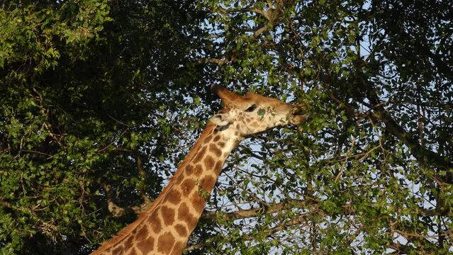 Giraffe eating leaves of a tree during sunset in the Kruger National Park, in South Africa