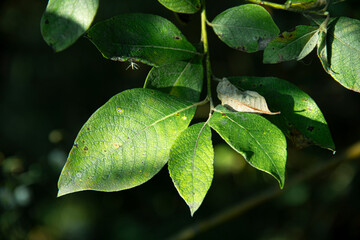 leaves of a tree