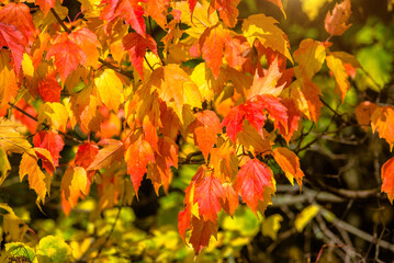 Naklejka na ściany i meble Autumn background-red leaves in the city Park 