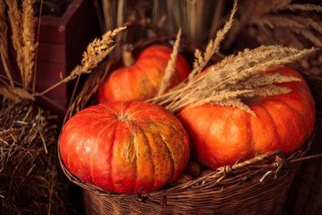 Pumpkins for Halloween. October 31