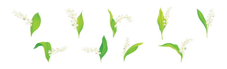 Lily of the Valley Blooming Flower on Stem with Green Leaf Vector Set