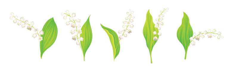 Lily of the Valley Blooming Flower on Stem with Green Leaf Vector Set