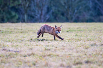 Red Fox. The species has a long history of association with humans.The red fox is one of the most important furbearing animals harvested for the fur trade. Largest of the true foxes