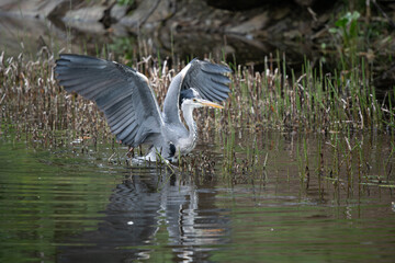 Grey Heron, Ardea cinerea, in the water, blurred grass in background.