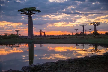 Schilderijen op glas Beautiful Baobab trees at sunset at the avenue of the baobabs in Madagascar © vaclav