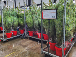 Potted Nordman Fir Christmas trees for sale at a local market. Cultivated trees ready for the Christmas market in red pots.