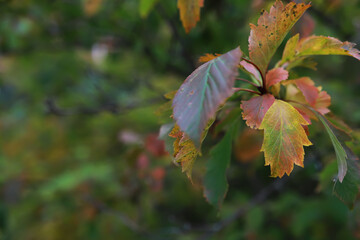 Lively closeup of falling autumn leaves with vibrant backlight from the setting sun