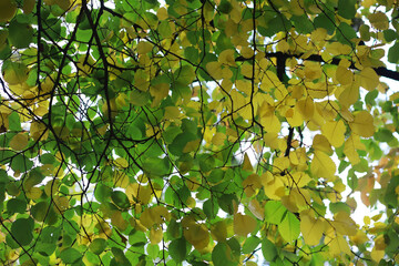 Lively closeup of falling autumn leaves with vibrant backlight from the setting sun