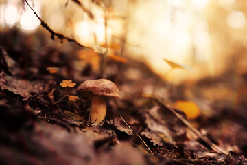 Mushroom caps amid a pile of brown leaves on the forest floor on a fall day in Germany. - obrazy, fototapety, plakaty