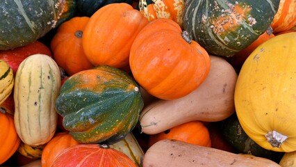 Colorful Assorted Pumpkins in organic farm.