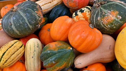 Colorful Assorted Pumpkins in organic farm.