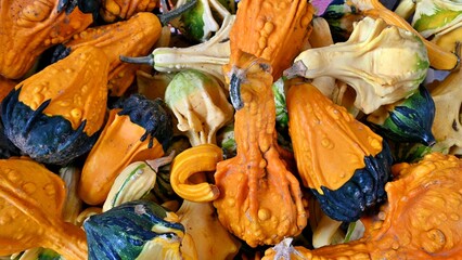 Colorful Assorted Pumpkins in organic farm.