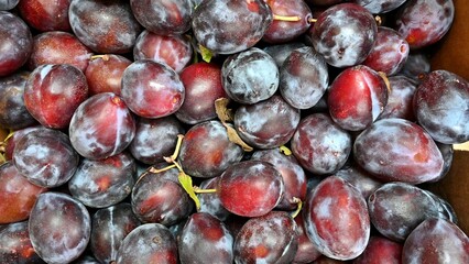 Fresh Ripe Plums in Oregon farm