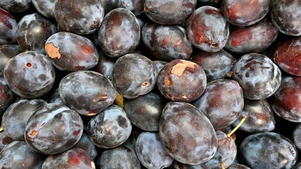 Fresh Ripe Plums in Oregon farm