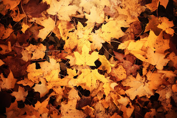 Lively closeup of falling autumn leaves with vibrant backlight from the setting sun