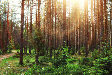 Obraz premium Pine forest. Trees in the forest. Fir branches with cones. Glare of the sun.