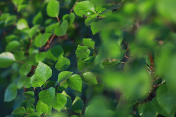 Lively closeup of spring leaves with vibrant backlight from the setting sun