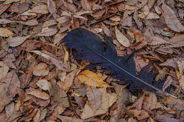 The black feathers of a crow that fell on the fallen leaves