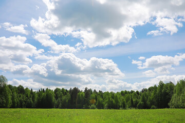 Obraz premium Lively closeup of spring leaves with vibrant backlight from the setting sun
