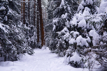 The forest is covered with snow. Frost and snowfall in the park. Winter snowy frosty landscape.