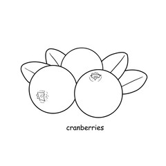 Hand drawn cranberries fruits on white background.
