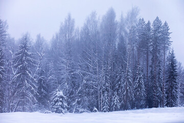 The forest is covered with snow. Frost and snowfall in the park. Winter snowy frosty landscape.