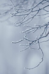 Vibrant winter scene featuring a snow-covered tree with frost-covered branches.