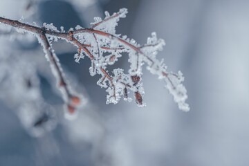 Barren branched tree adorned with icy crystals.