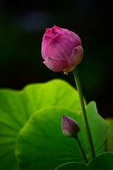 Beautiful pink lotus flower in the pond of natural. pure pink lotus flower. Nelumbo, nucifera, Laxmi lotus sacred lotus.