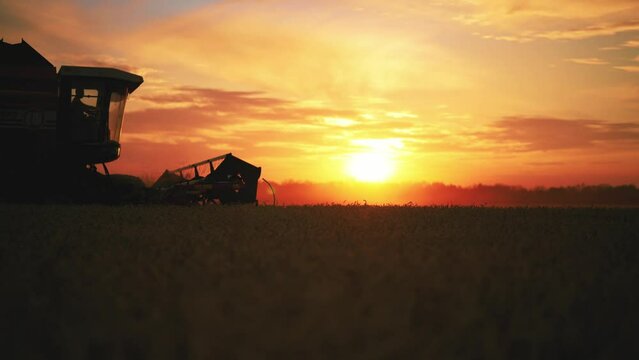 Silhouette of working combine mower cuts collects ripe wheat at sunset. Agricultural harvesting works. Harvester moves on field mows crop. Harvesting, farming, food production agribusiness concept.