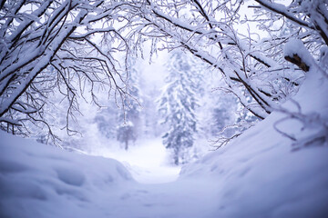The forest is covered with snow. Frost and snowfall in the park. Winter snowy frosty landscape.