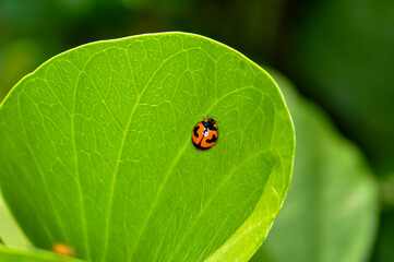 Coelophora inaequalis sitting on a green leaf