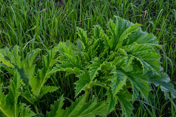 Heracleum sosnovskyi big poison plant blooming. Medicinal plant Common Hogweed Heracleum sphondylium