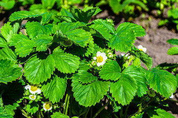 Photography on theme beautiful berry branch strawberry bush with natural leaves