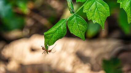 A single red ant alone walking on a leaf on a natural background.