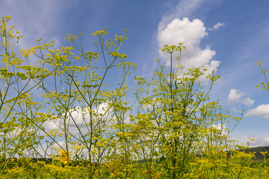 Pastinaca sativa subsp. urens, Pastinaca umbrosa, Apiaceae. Wild plant shot in summer