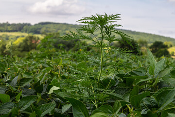 Ragweed plants Ambrosia artemisiifolia causing allergy
