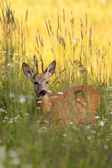 Buck deer in a clearing in the wild