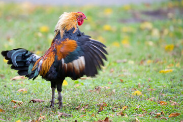 Rooster in a clearing