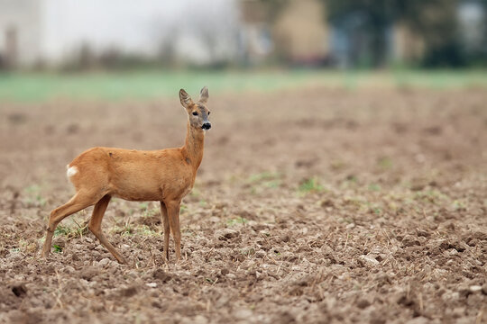 Roe-deer in the meadow
