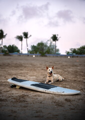 dog on the beach with surf board in Bali, Indonesia 2023
