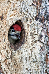 Woodpecker in a tree hole
