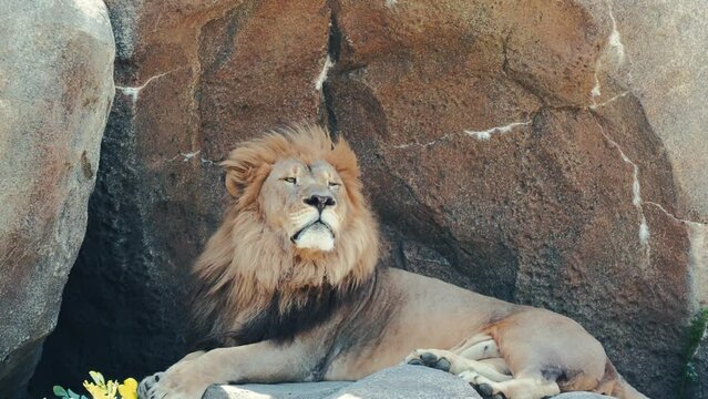 Barbary lion resting on the rocks at its enclosure at the zoo on a sunny day