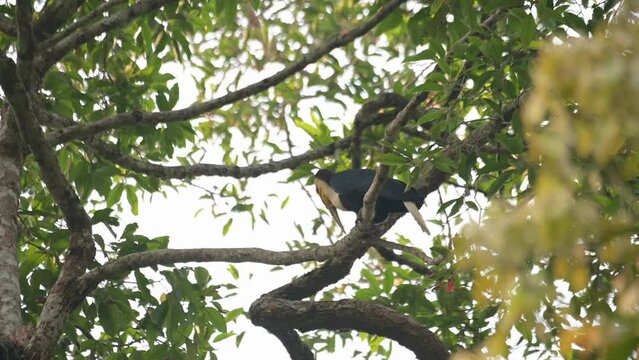 Seen from its side preening a little then flies away towards the nest, Wreathed Hornbill Rhyticeros undulatus, Male, Thailand