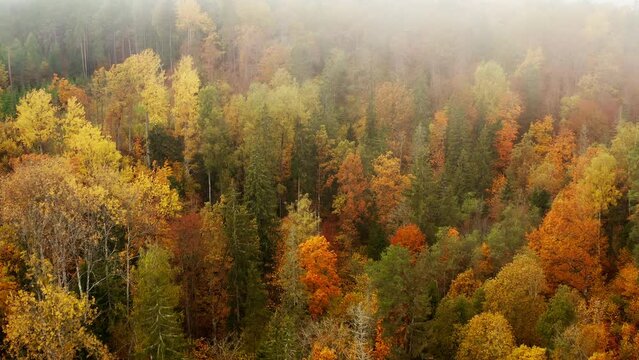 Drone footage of the colorful fall trees in a thick and vibrant autumn forest covered with light fog