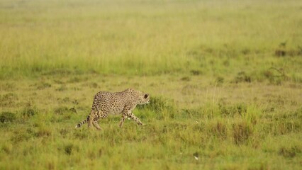 Cheetah roaming the Maasai Mara landscape, prowling through the lush grasslands of the savannah savanna, African Wildlife in Maasai Mara National Reserve, Kenya - Powered by Adobe