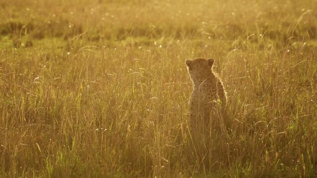 African Wildlife, Young Cheetah Cub, Cute Baby Animals in Africa in Beautiful Orange Golden Sunset Light in Long Savannah Grass in Masai Mara, Kenya, Maasai Mara National Reserve